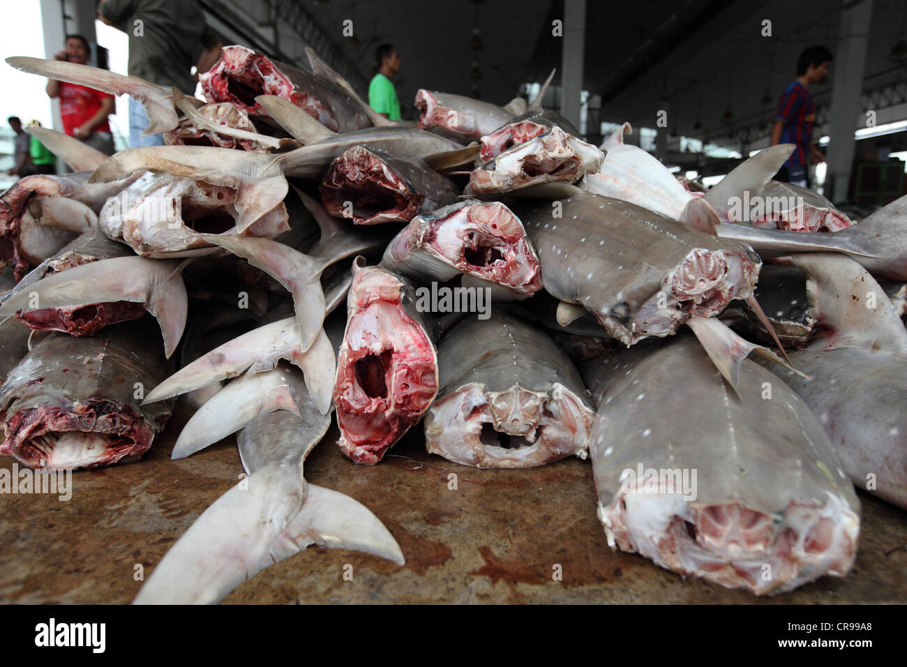 Requins guitare jeter sur le plancher d'un marché de fruits de mer à Samut Sakhon, la Thaïlande avant une vente aux enchères. Banque D'Images