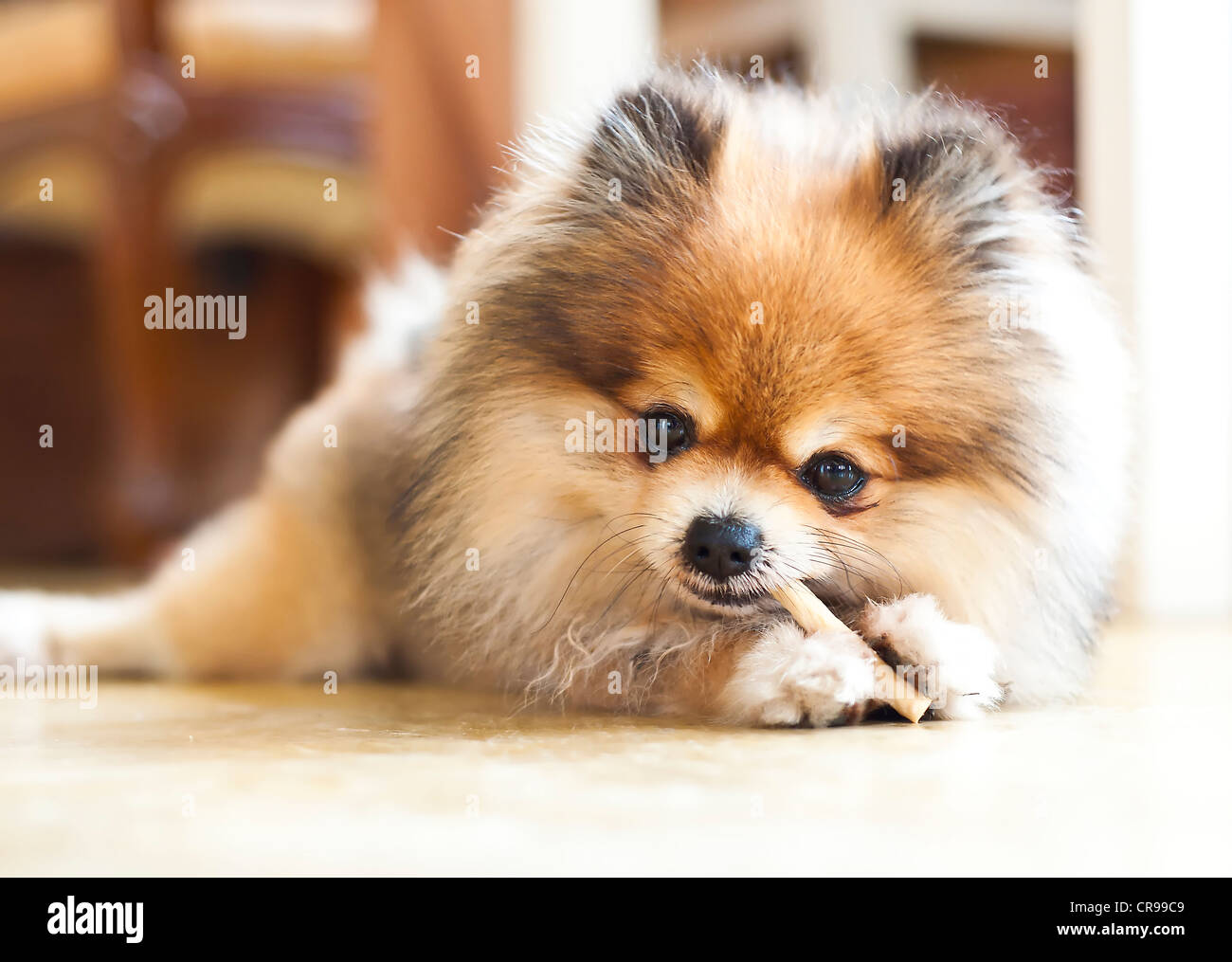 Cute puppy pomeranian. Banque D'Images