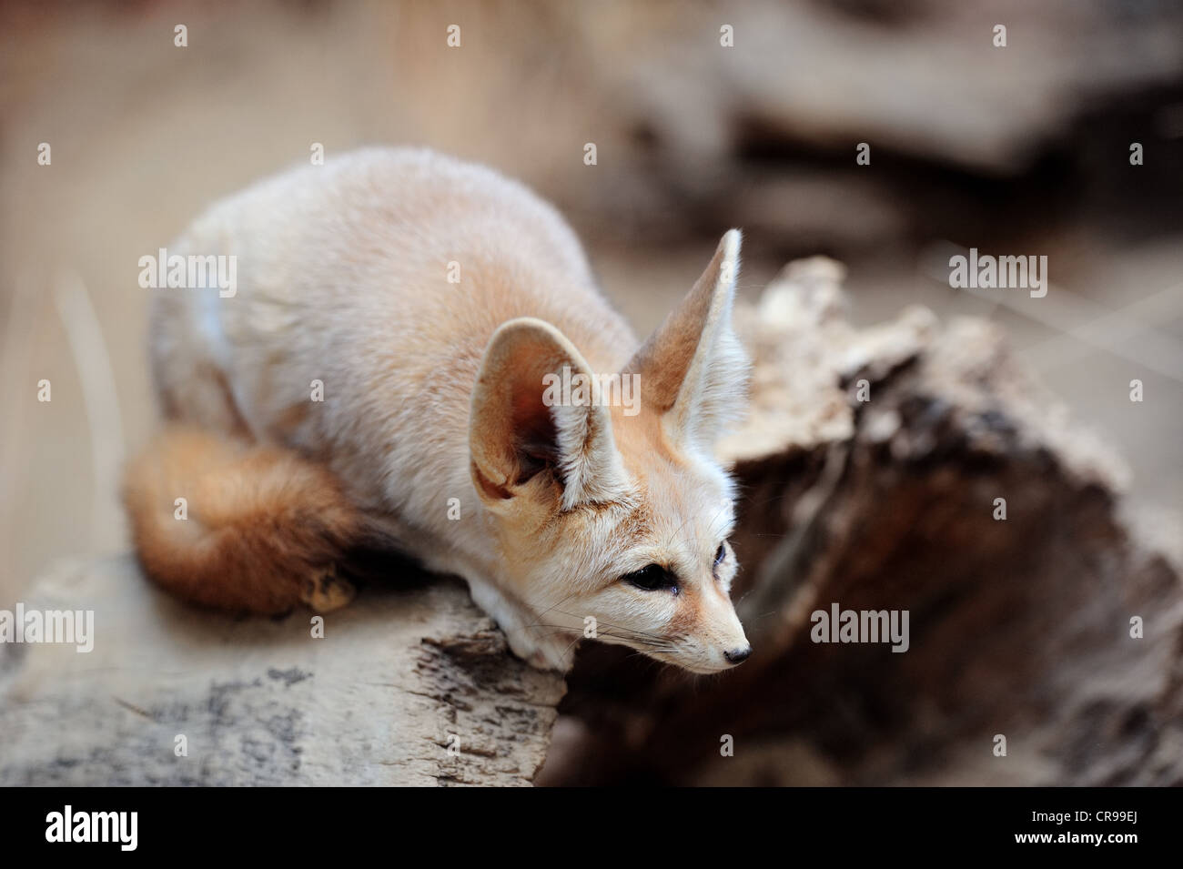 Baby fox à Chicago zoo Banque D'Images