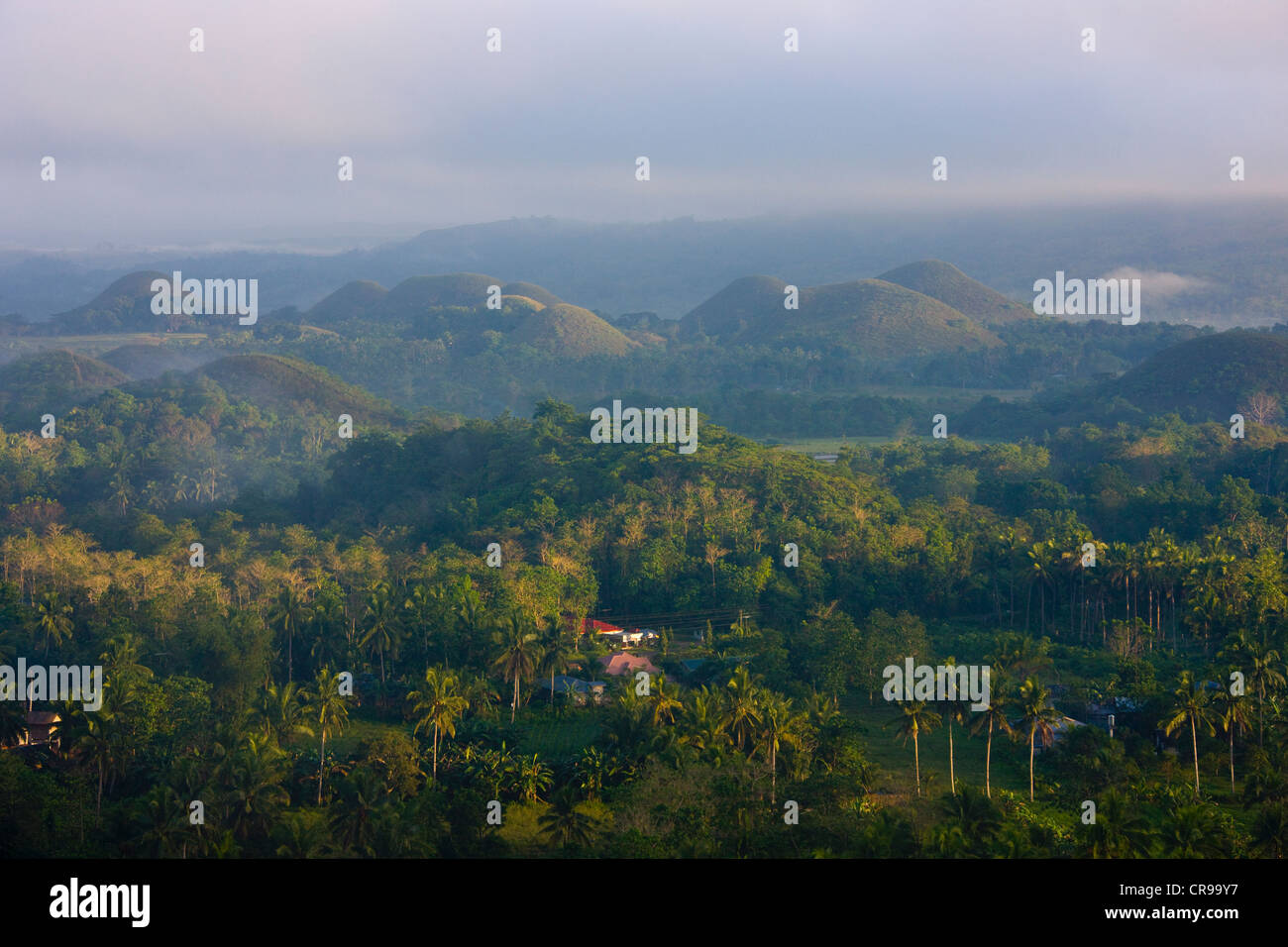 Collines de chocolat dans la brume du matin, l'île de Bohol, Philippines Banque D'Images