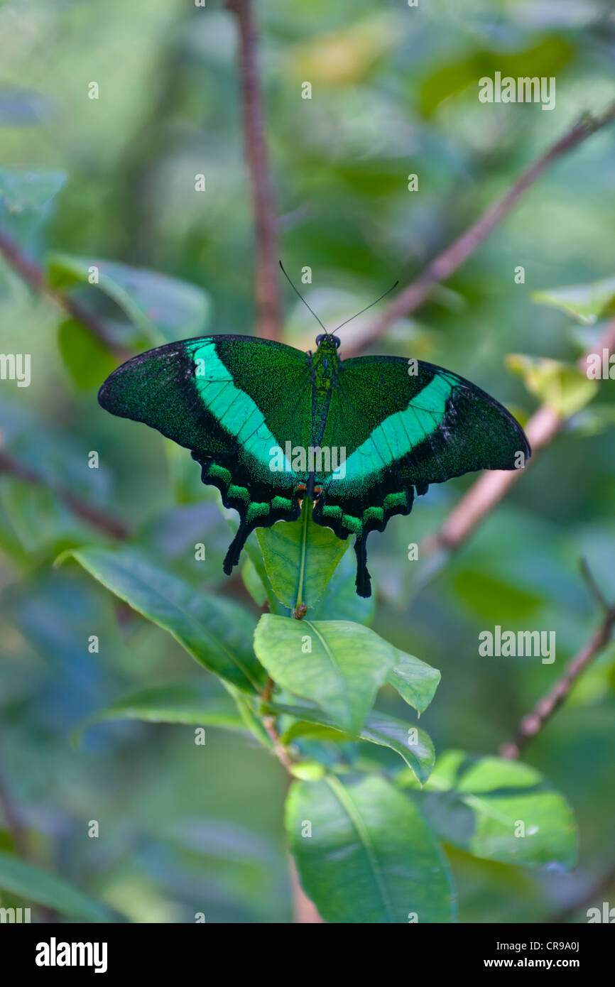 Emerald Papilio palinurus), originaire des îles Philippines, l'île de Bohol, Philippines Banque D'Images