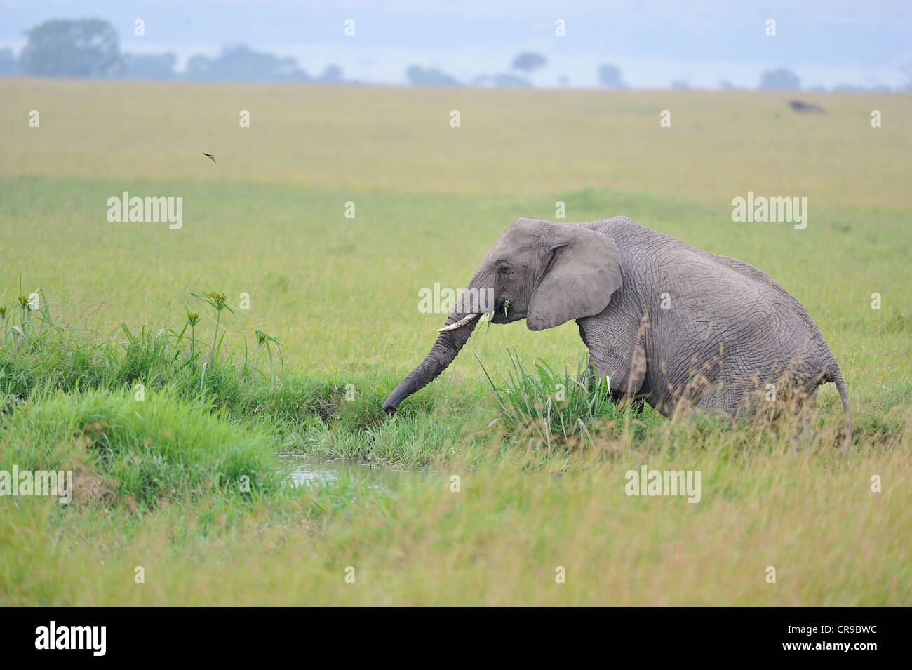 L'éléphant de savane africaine de bush - éléphant - Bush elephant (Loxodonta africana) pâturage dans un marais Masai Mara Banque D'Images