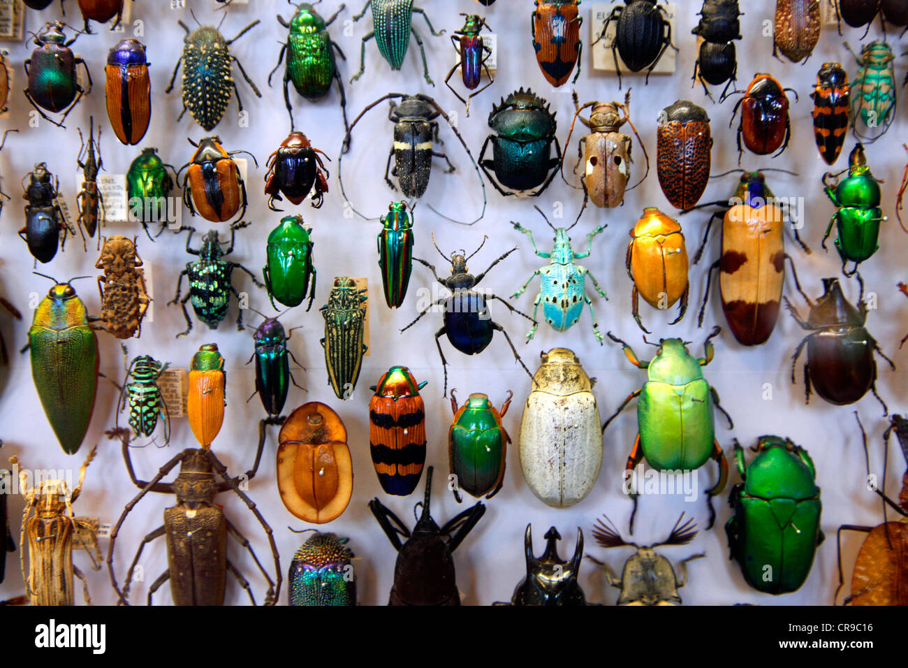 Collection de coléoptères de partout dans le monde, l'Oxford University Museum of Natural History, Oxford Banque D'Images