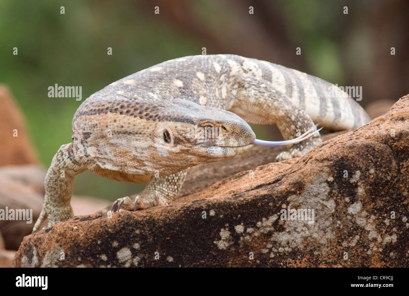 Varan de savane utilise sa langue maternelle à l'odeur Banque D'Images