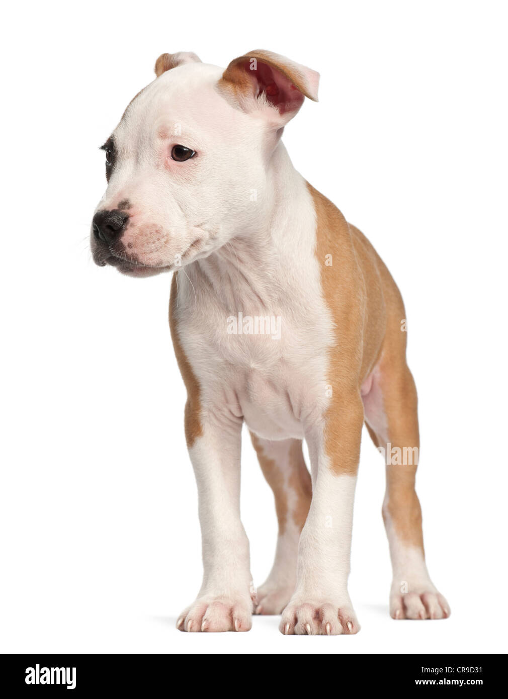 American Staffordshire Terrier puppy, 2 mois, standing against white background Banque D'Images