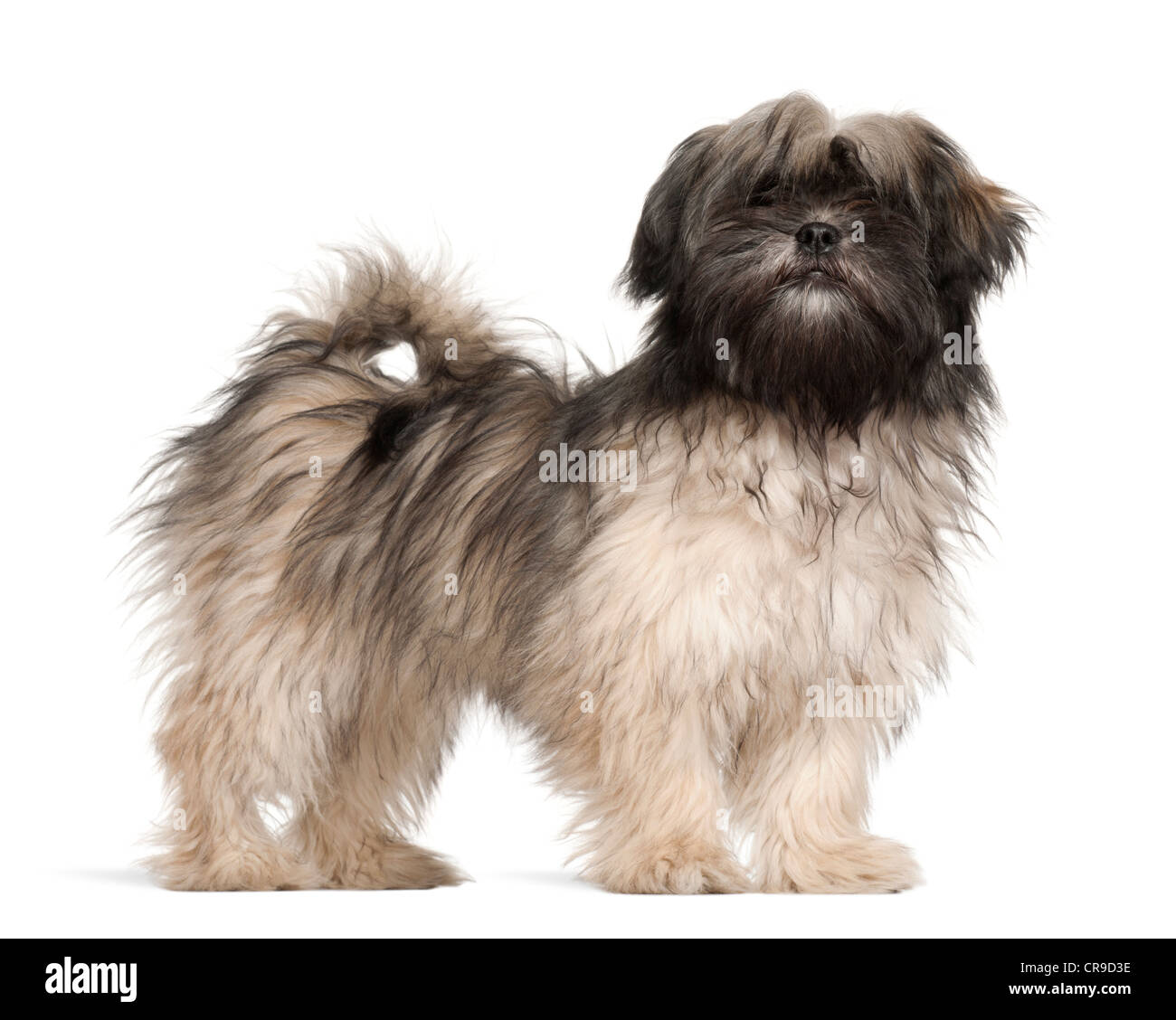 Braque Allemand, 4 ans, standing against white background Banque D'Images