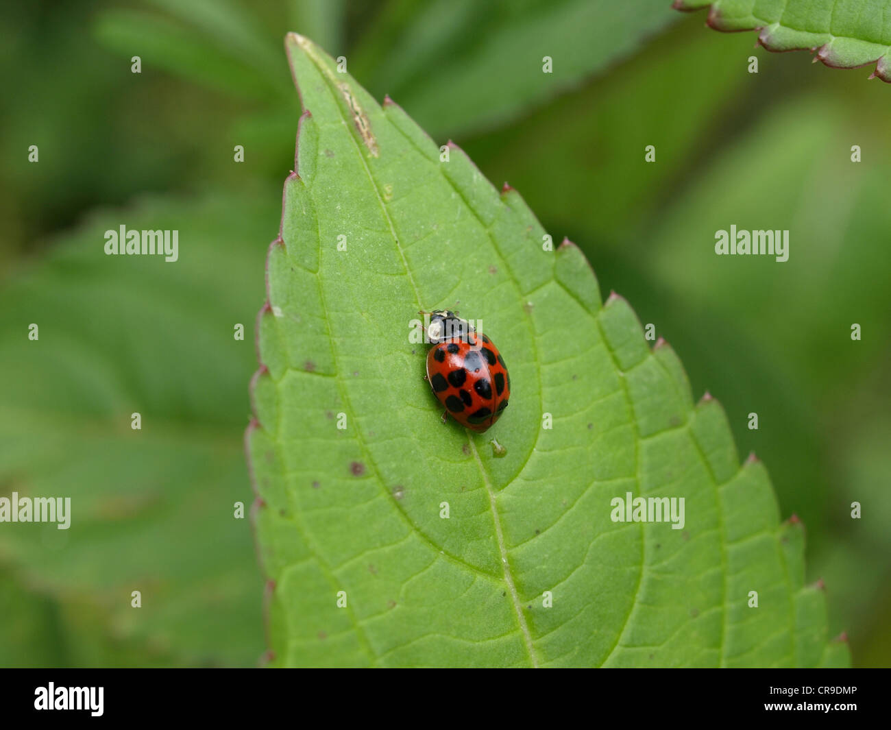Coccinelle, Coccinellidae / Marienkäfer / ladybug Banque D'Images