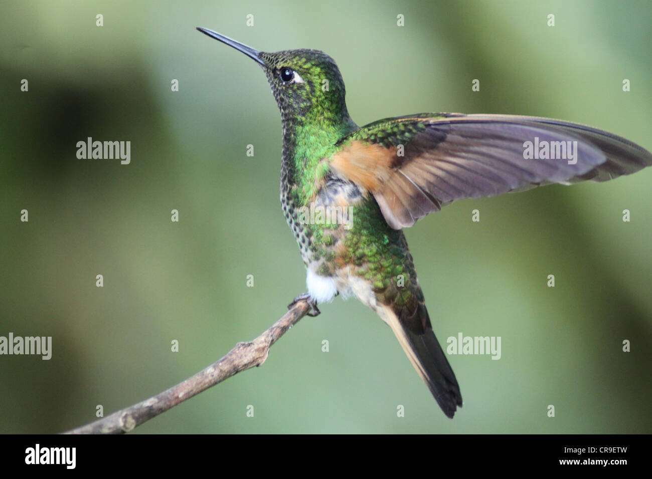 Oiseau de ronflement avec ailes déployées Banque D'Images