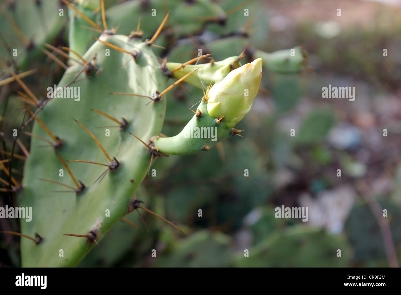 Une fleur sur cactus Banque D'Images