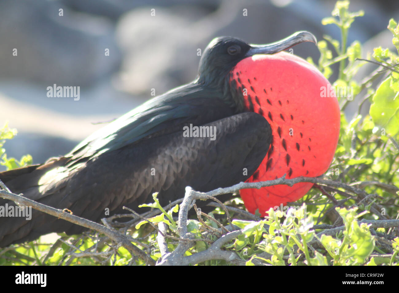 Oiseaux frégate Îles Galapagos Équateur avec la gorge rouge Banque D'Images Oiseaux frégate Îles Galapagos Équateur avec la gorge rouge Banque D'Images