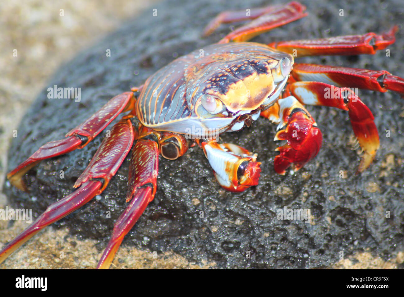 Sally Lightfoot crabe rouge Îles Galapagos Équateur Banque D'Images