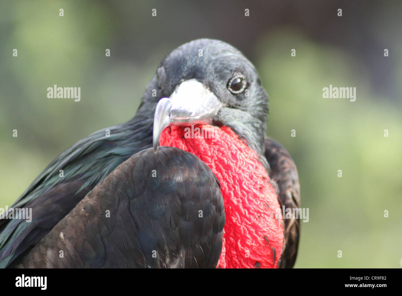 Oiseaux frégate Îles Galapagos Équateur avec la gorge rouge Banque D'Images Oiseaux frégate Îles Galapagos Équateur avec la gorge rouge Banque D'Images