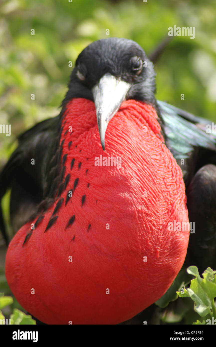 Oiseaux frégate Îles Galapagos Équateur avec la gorge rouge Banque D'Images Oiseaux frégate Îles Galapagos Équateur avec la gorge rouge Banque D'Images