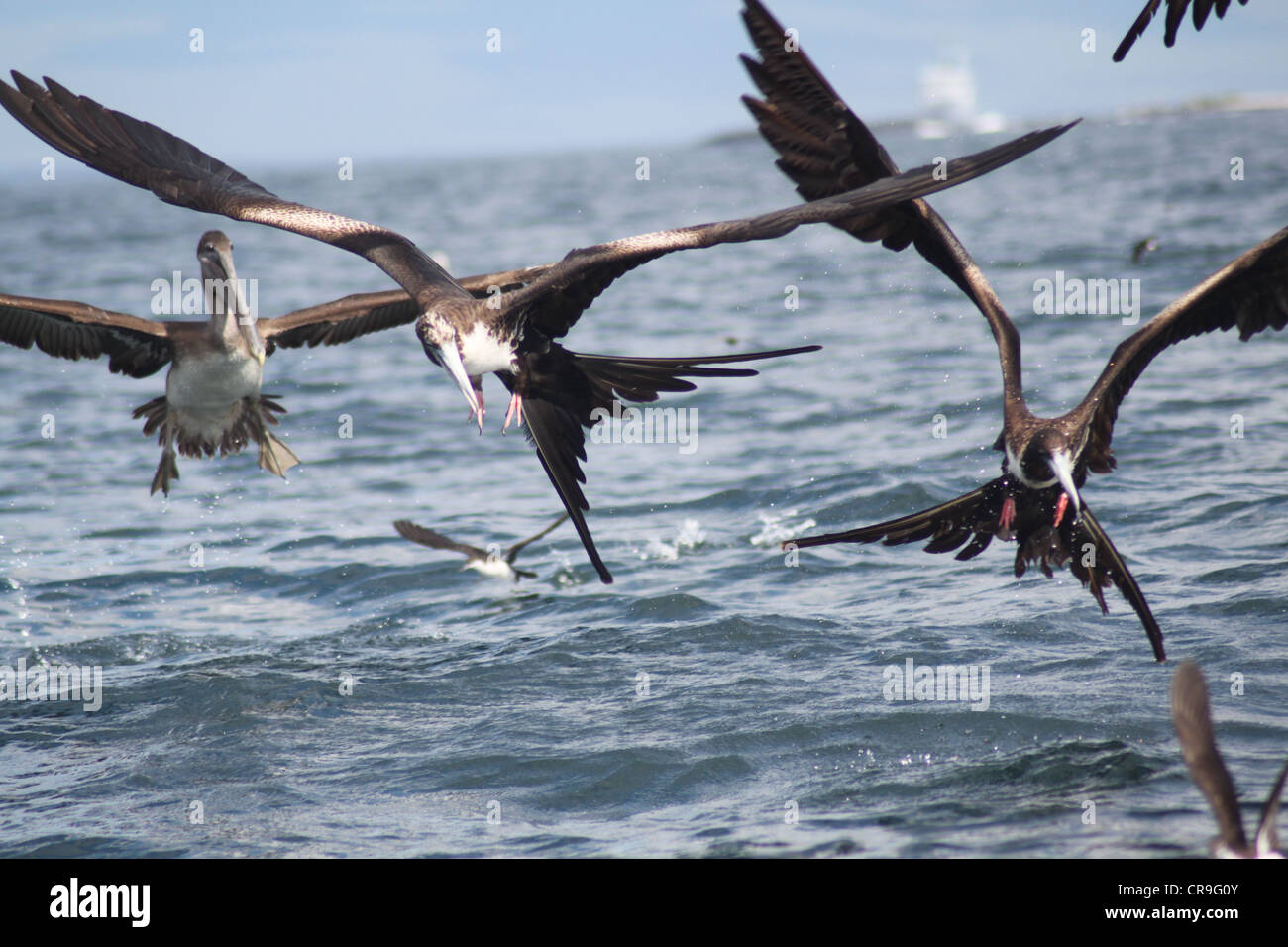 Les ailes des oiseaux sillonnent le pélican brun tous en vol au-dessus de la mer Banque D'Images