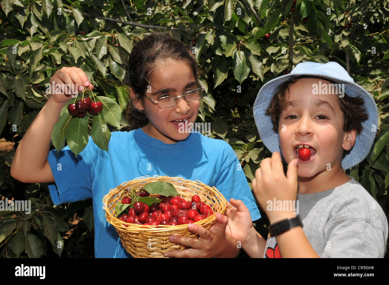 Cherry picking dans le Golan, Israël Banque D'Images