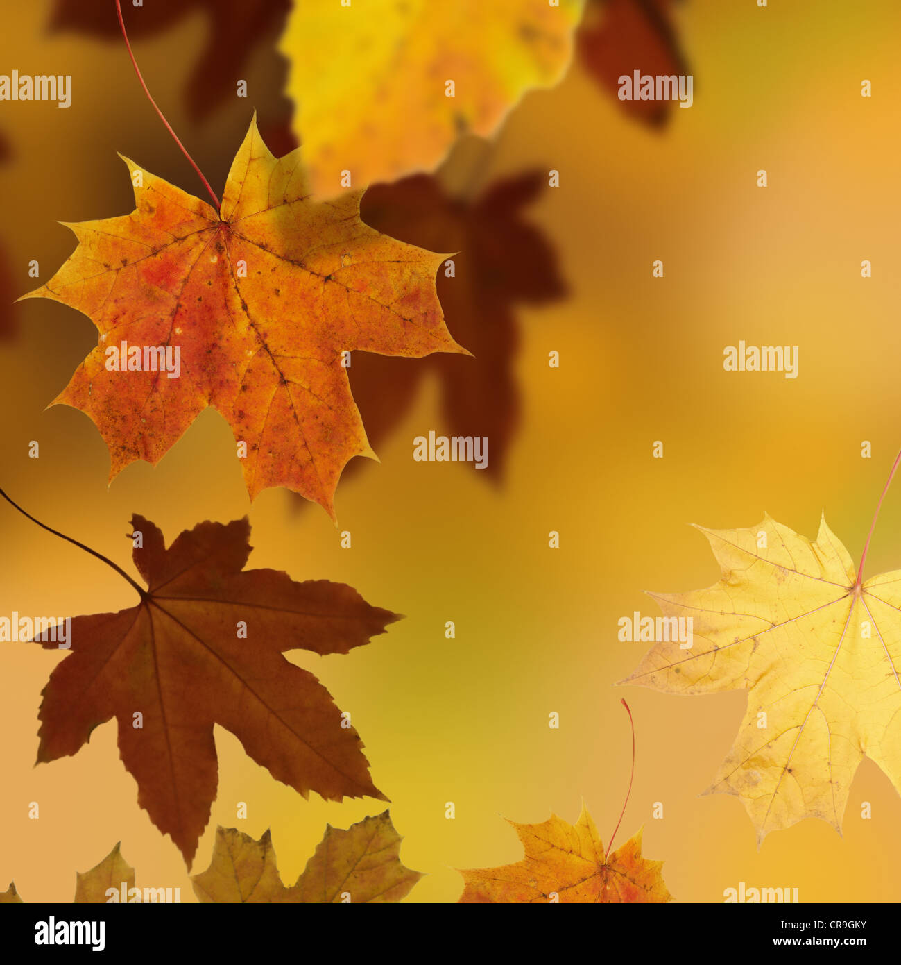 Fond d'automne avec l'érable, de la saison, selective focus design Banque D'Images