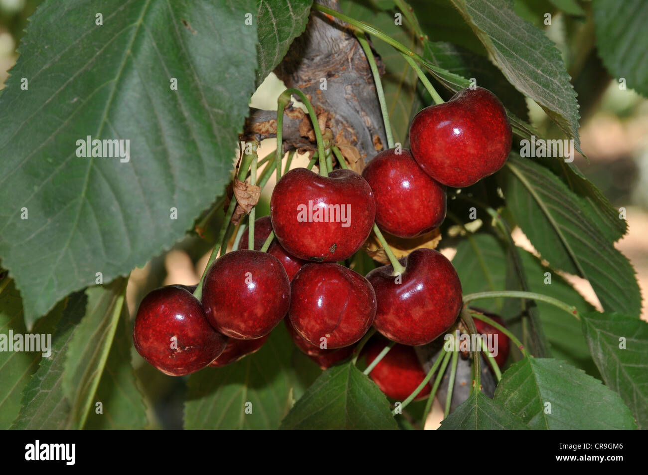 Cherry picking dans le Golan, Israël Banque D'Images