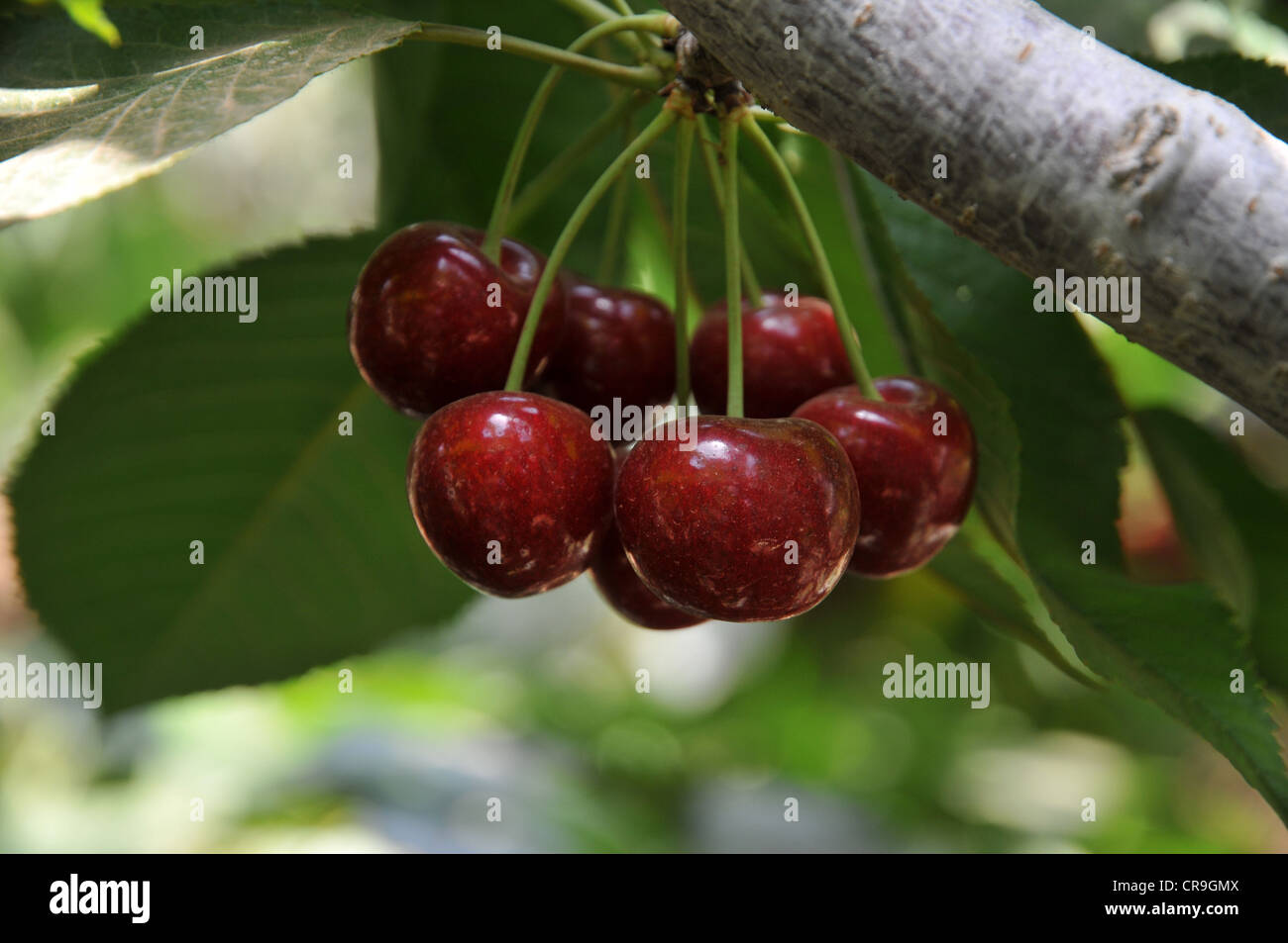Cherry picking dans le Golan, Israël Banque D'Images