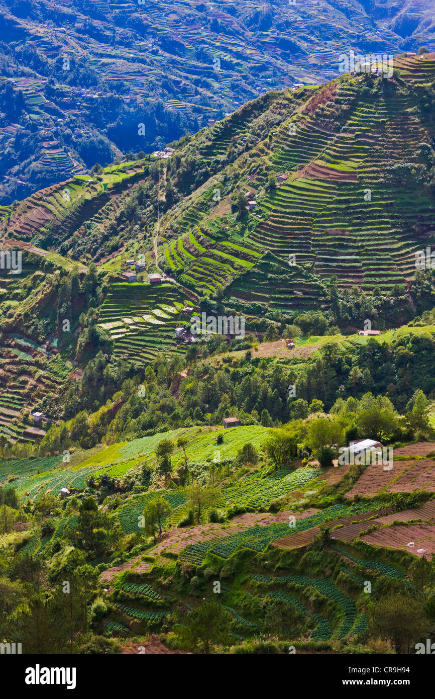 Les Rizières en terrasses des cordillères des Philippines, UNESCO World Heritage site, Banaue, Province d'Ifugao, Philippines Banque D'Images