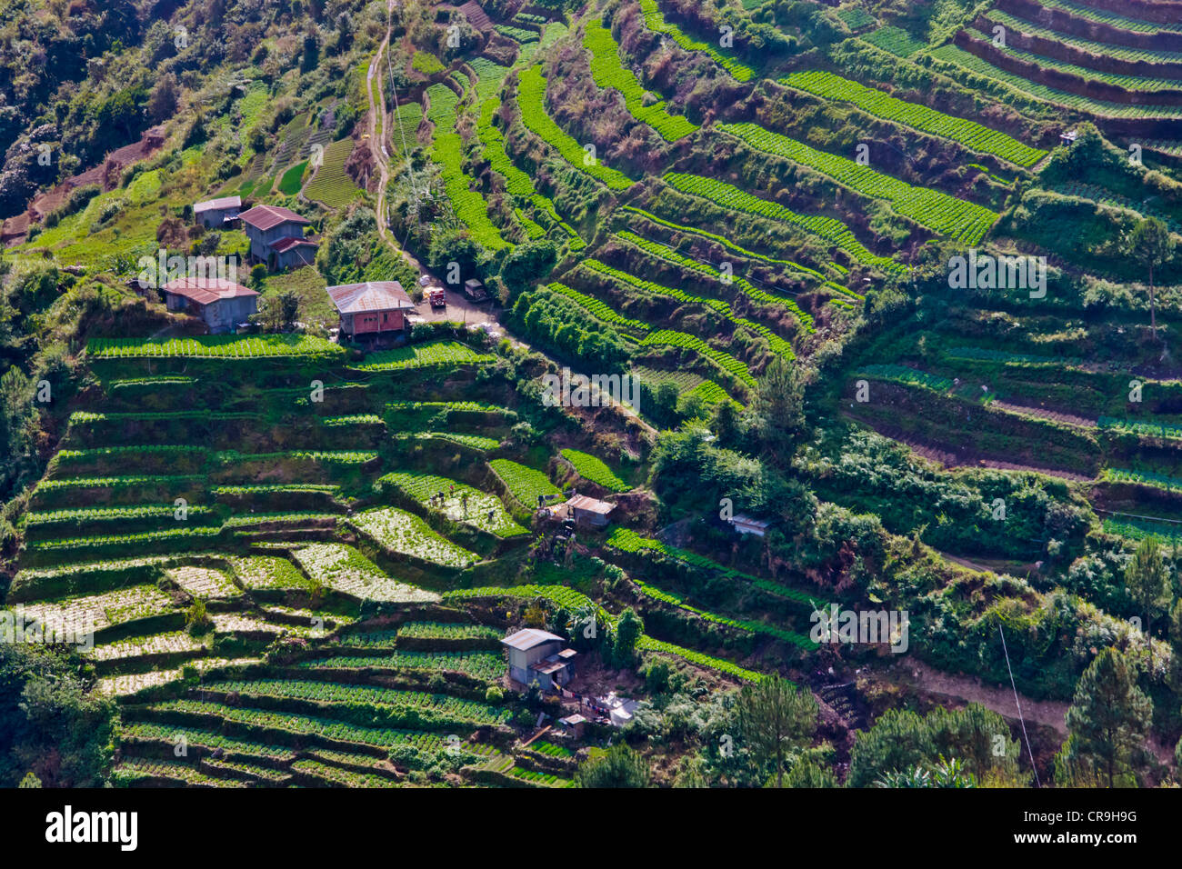 Les Rizières en terrasses des cordillères des Philippines, UNESCO World Heritage site, Banaue, Province d'Ifugao, Philippines Banque D'Images