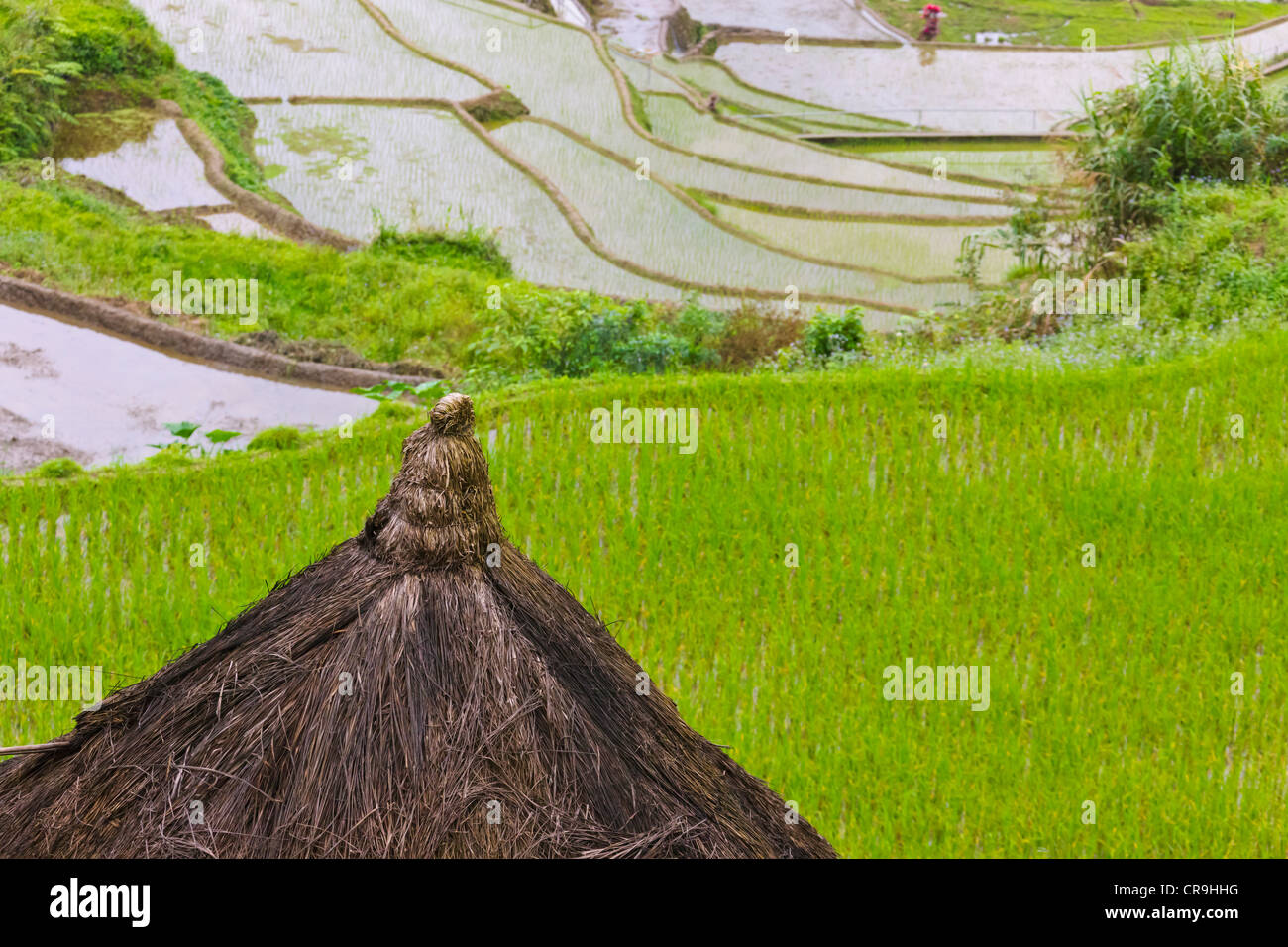 Paillote avec les rizières en terrasses des cordillères des Philippines, UNESCO World Heritage site, Banaue, Province d'Ifugao, Philippines Banque D'Images
