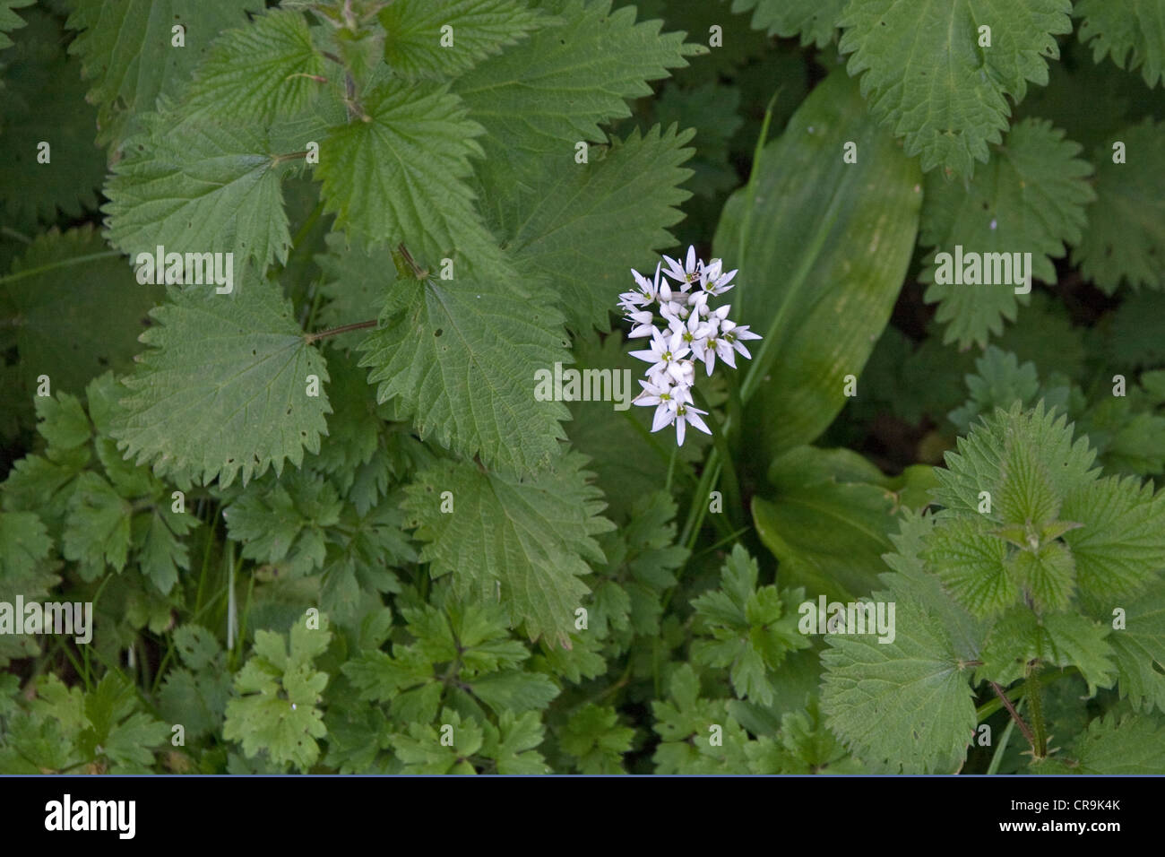 L'ail sauvage la floraison grâce à l'ortie Banque D'Images