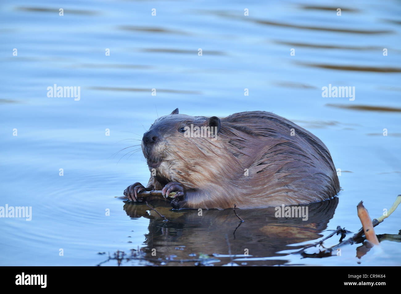 Un close up image d'un castor sauvages à la recherche de l'alimentation jusqu'à un saule. Banque D'Images
