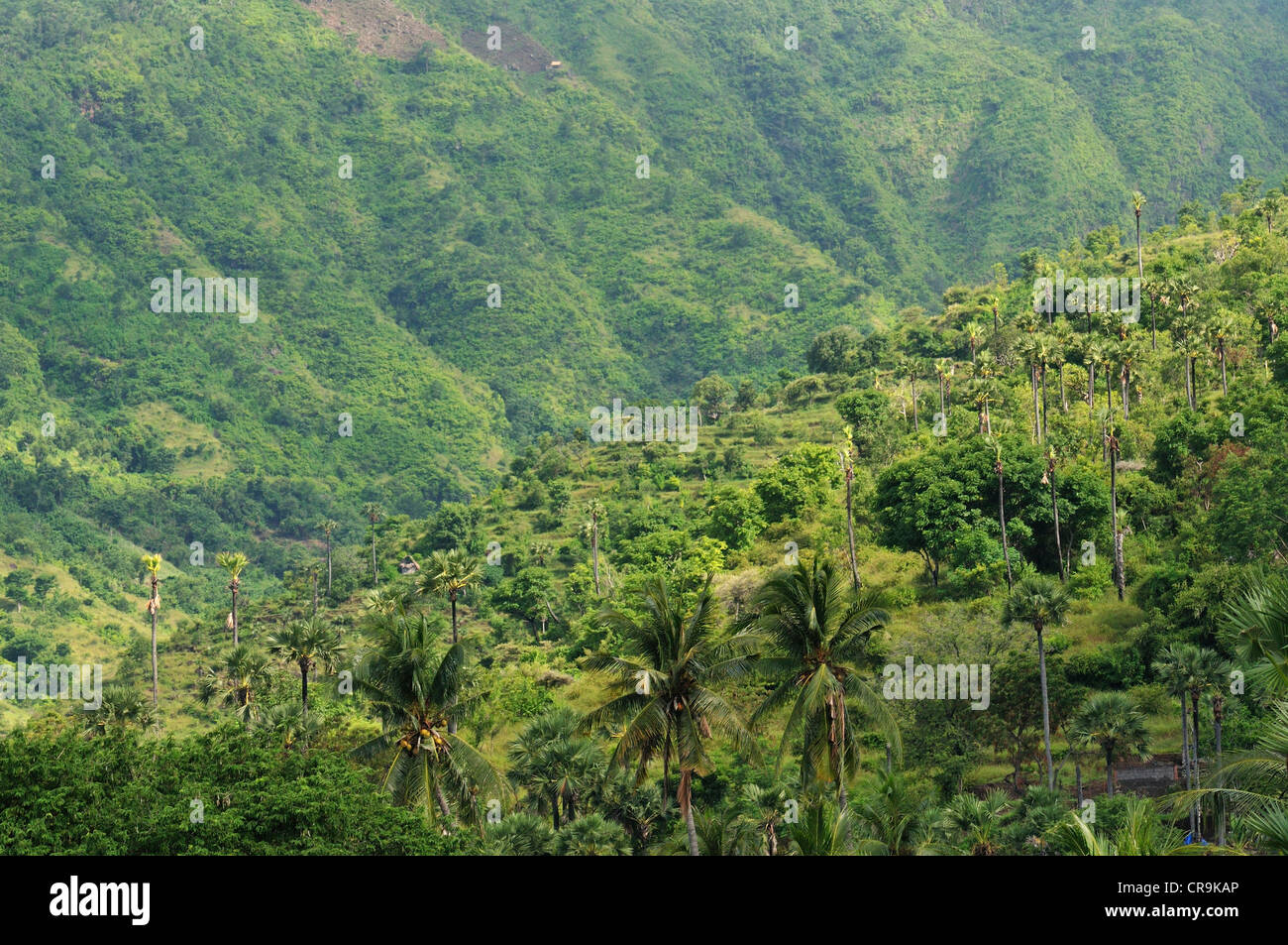 Forêt tropicale, Hamed, Bali, Indonésie, Asie Banque D'Images