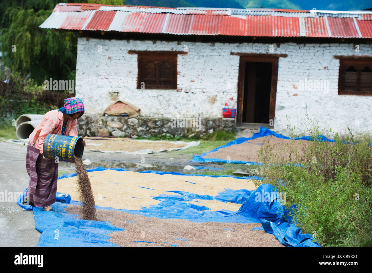 Femme sécher le grain, Paro, Bhoutan, Asie Banque D'Images