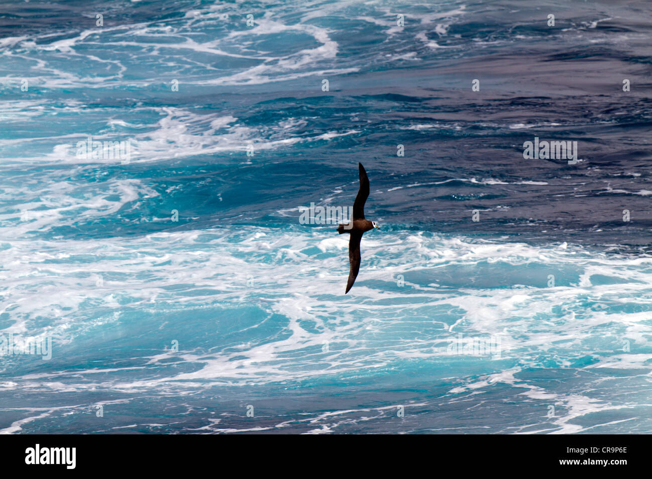 Pétrel à lunettes en vol, Océan Atlantique Sud Banque D'Images
