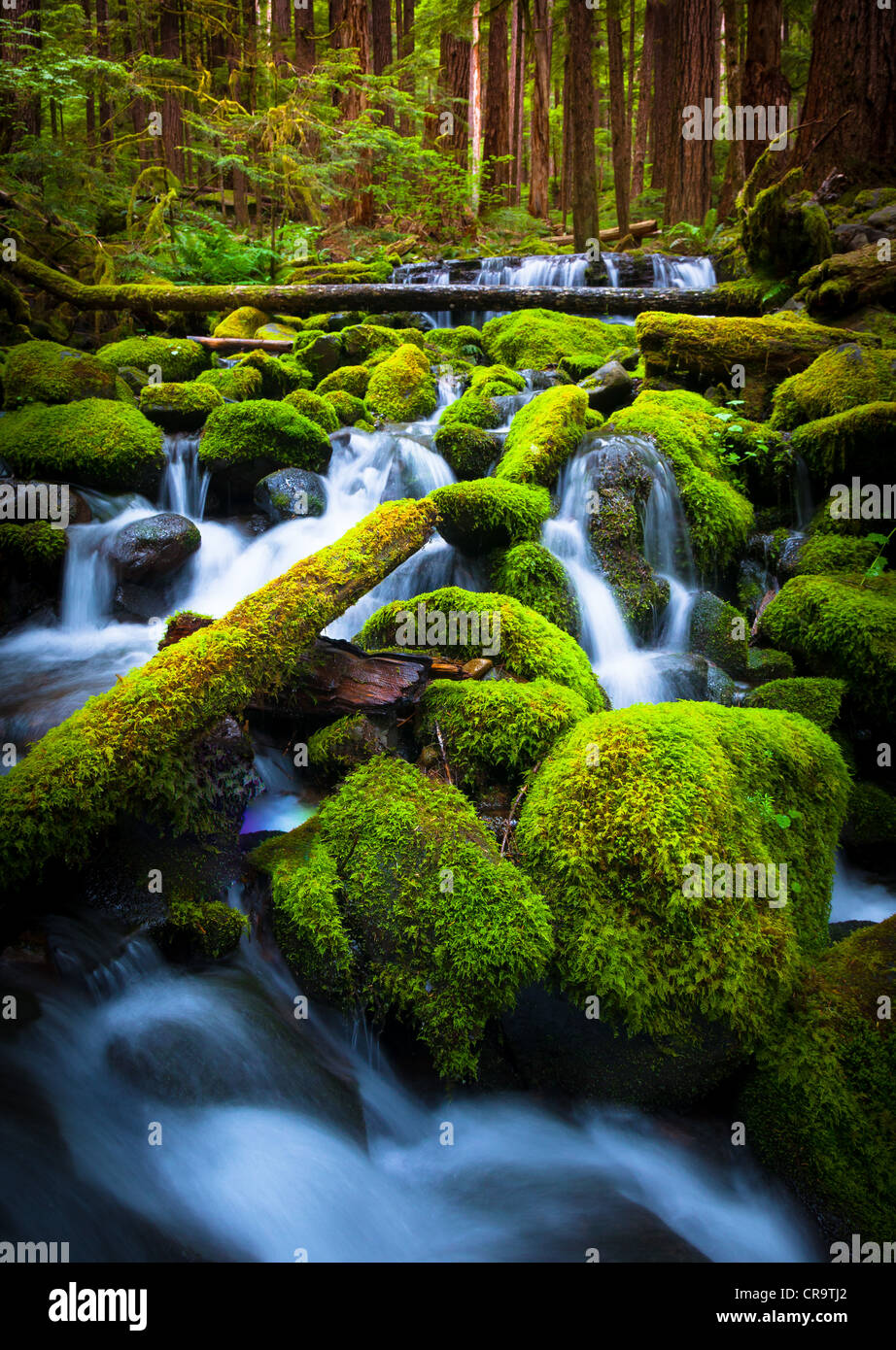 Petite crique près de Sol Duc falls in Olympic National Park, Washington Banque D'Images