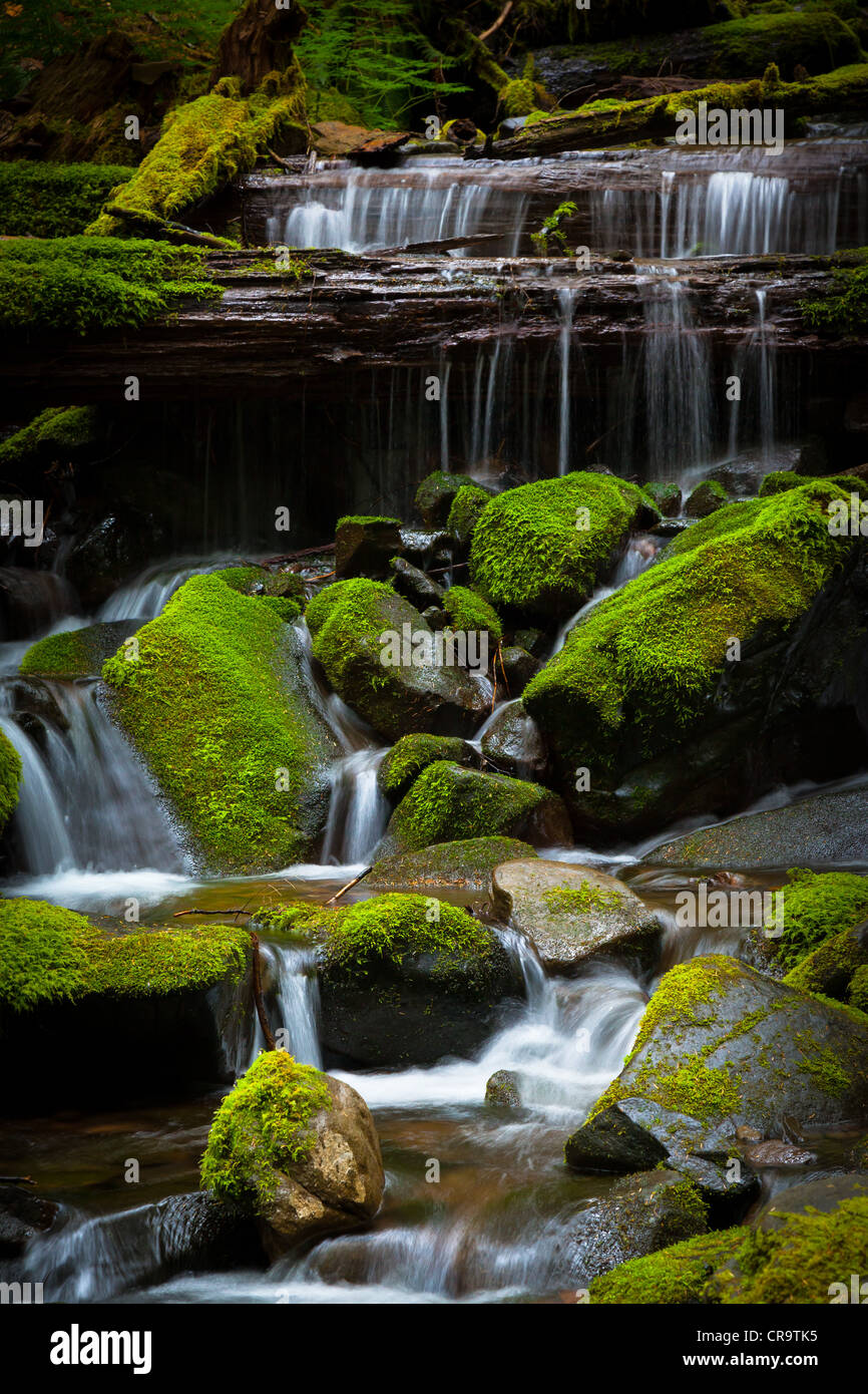 Petite crique près de Sol Duc falls in Olympic National Park, Washington Banque D'Images