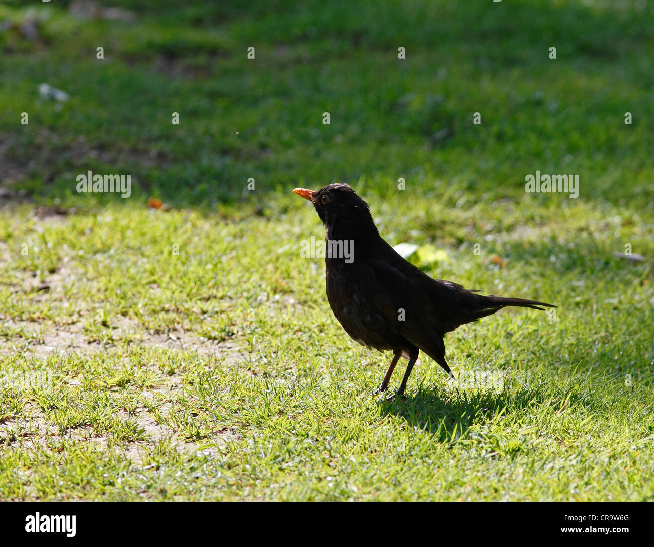 Blackbird sur l'herbe Banque D'Images