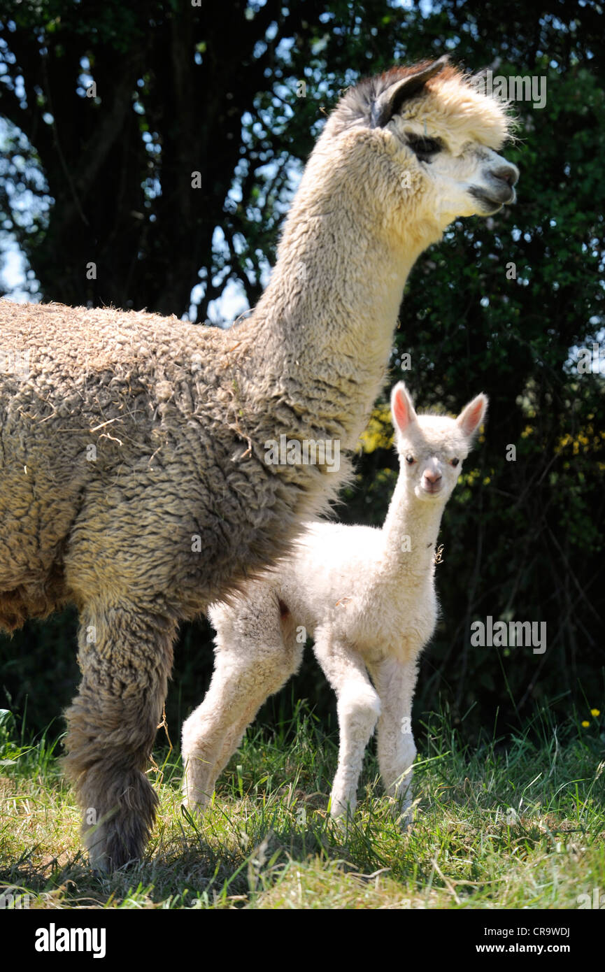 Un cria alpaga avec sa mère dans une ferme UK Banque D'Images