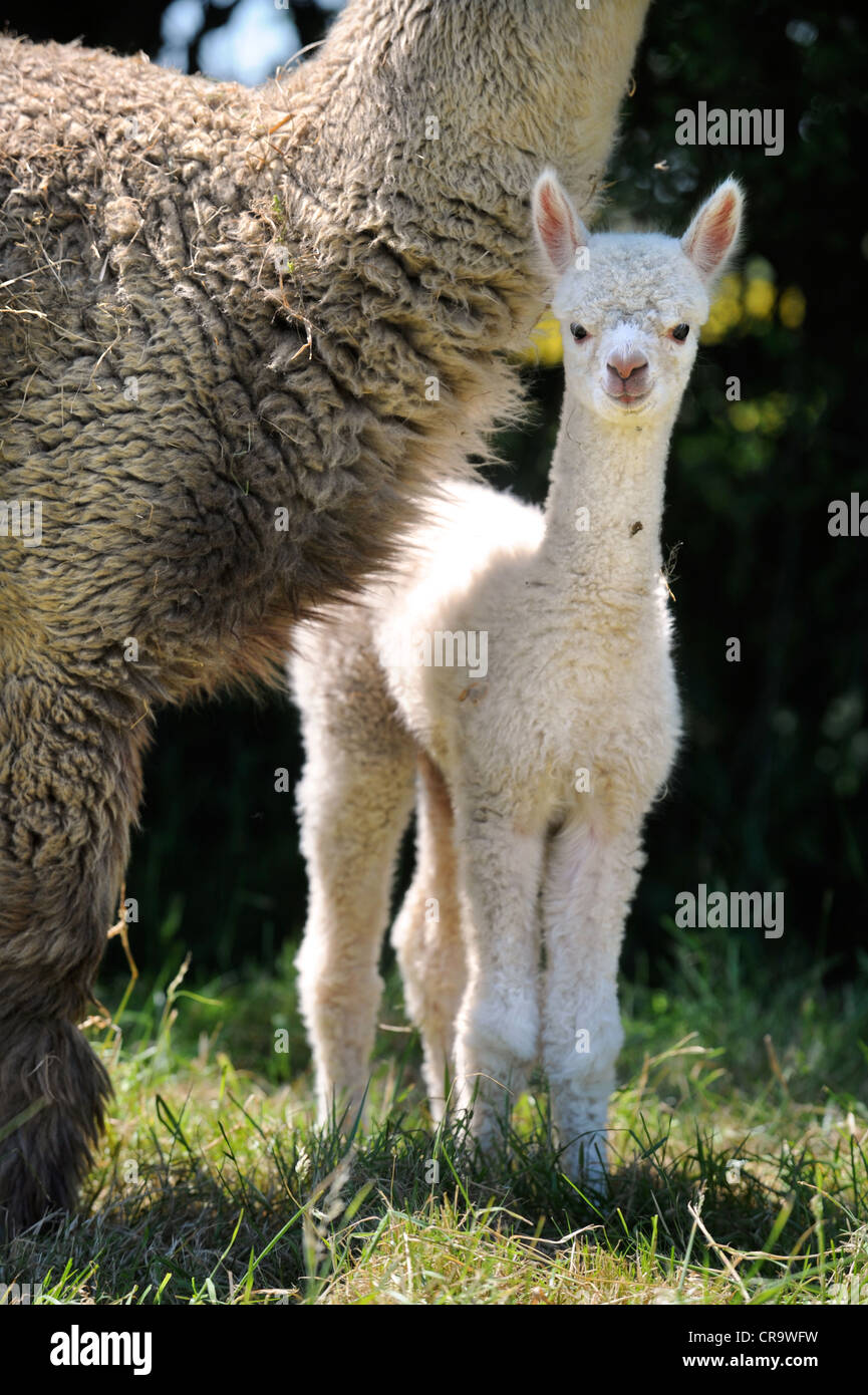 Un cria alpaga avec sa mère dans une ferme UK Banque D'Images