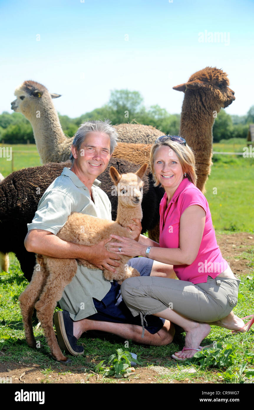Un couple qui avons créé une ferme d'alpagas dans le Wiltshire UK Banque D'Images