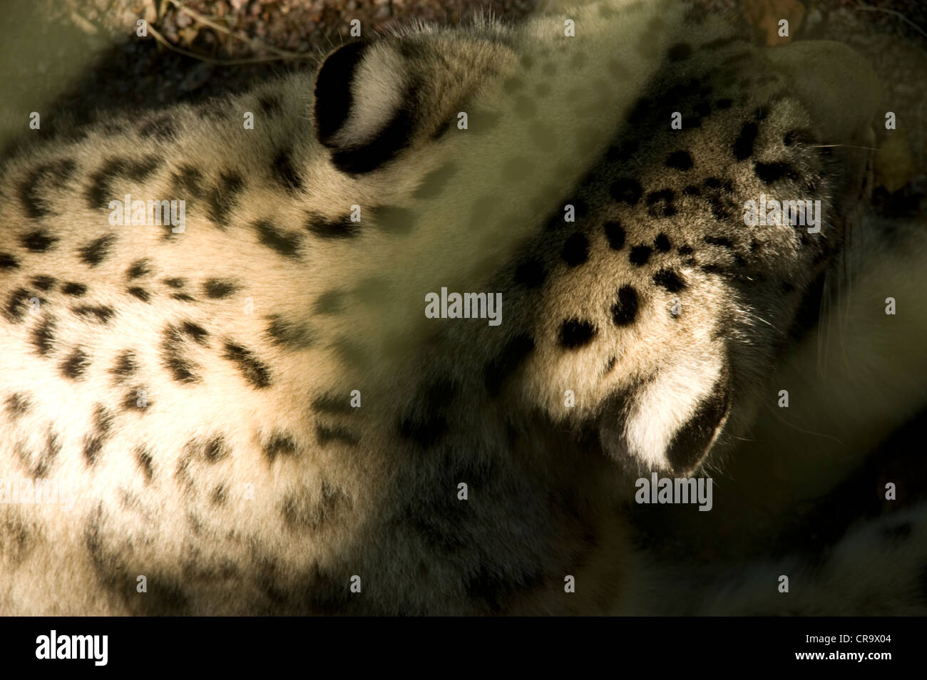 Snow Leopard dans captivety Banque D'Images
