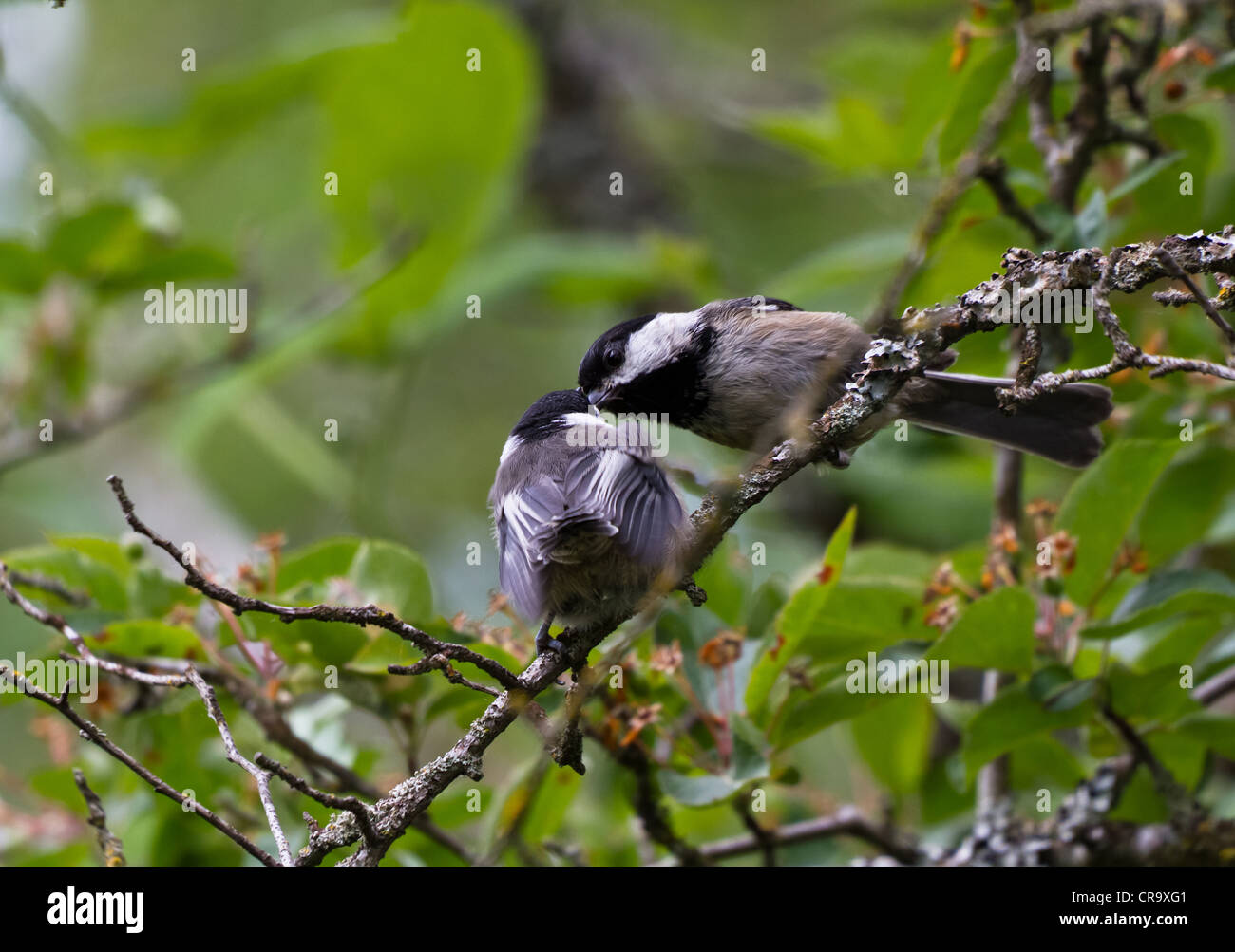 Mésange noire nourrissant un jeune oiseau Banque D'Images