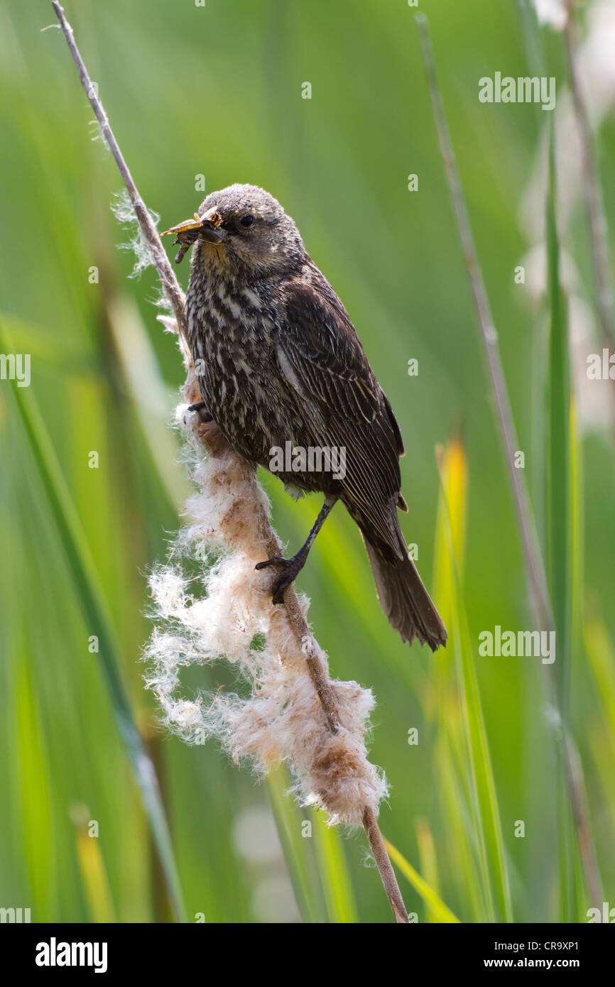 Femme red wing blackbird close up Banque D'Images