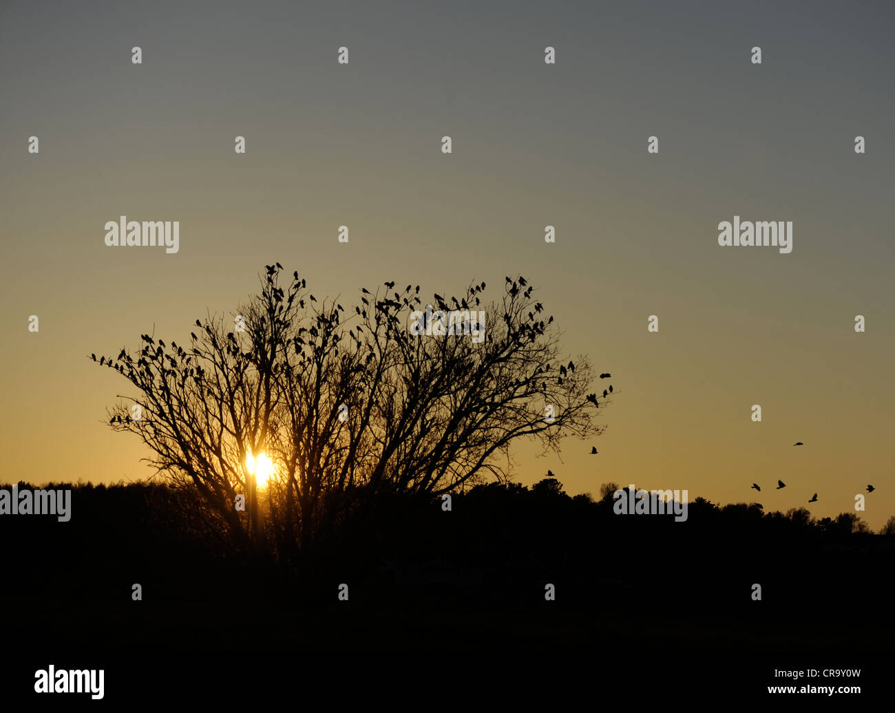 Les plantes vertes d'obtenir l'essentiel de leur énergie à partir de la lumière du soleil via photosynthe Banque D'Images