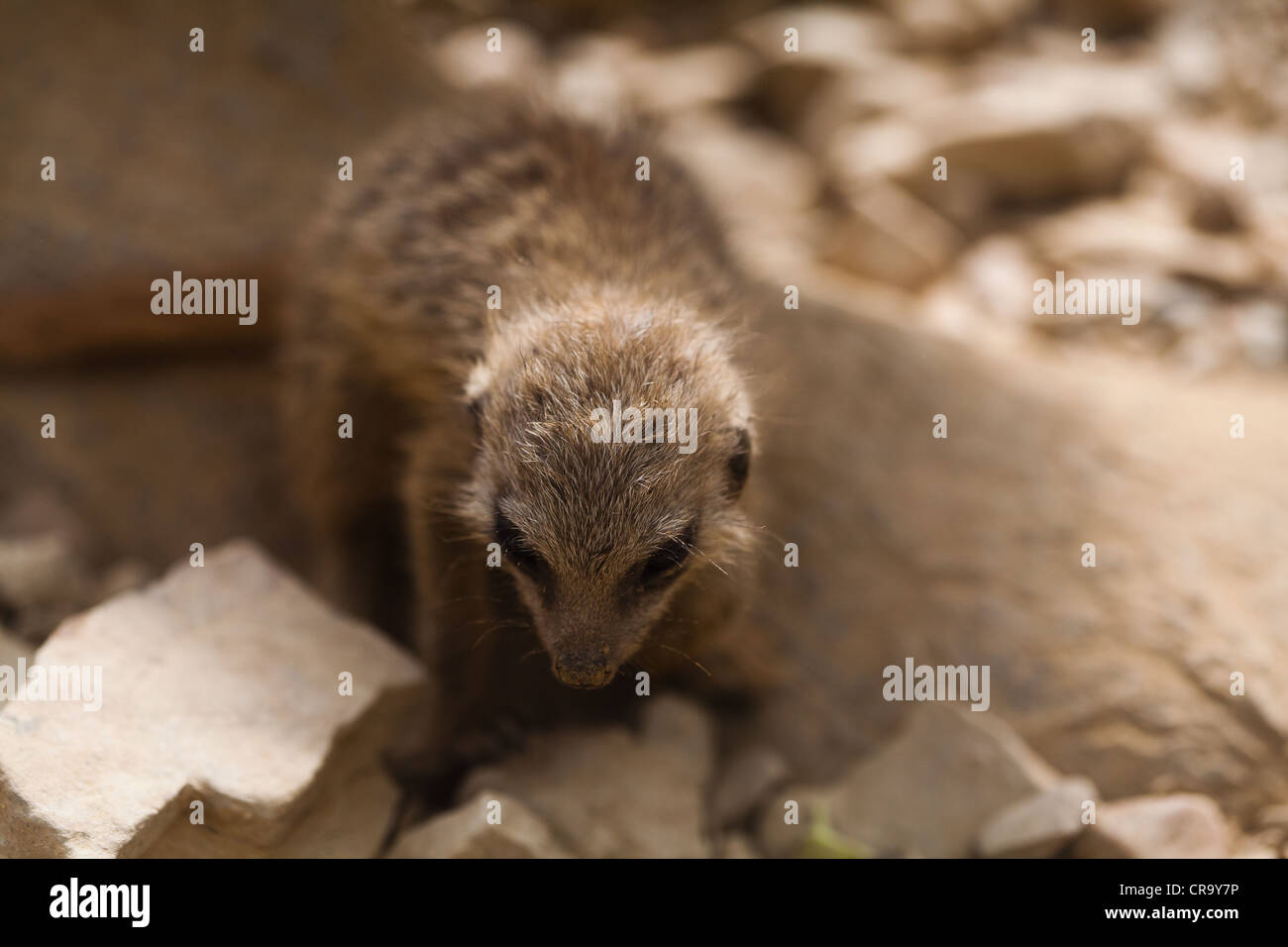 Queue mince bébé chiot suricates (Suricata suricatta) Banque D'Images