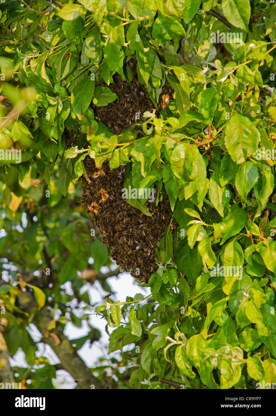 Essaim d'abeilles dans les arbres de la ville Banque D'Images