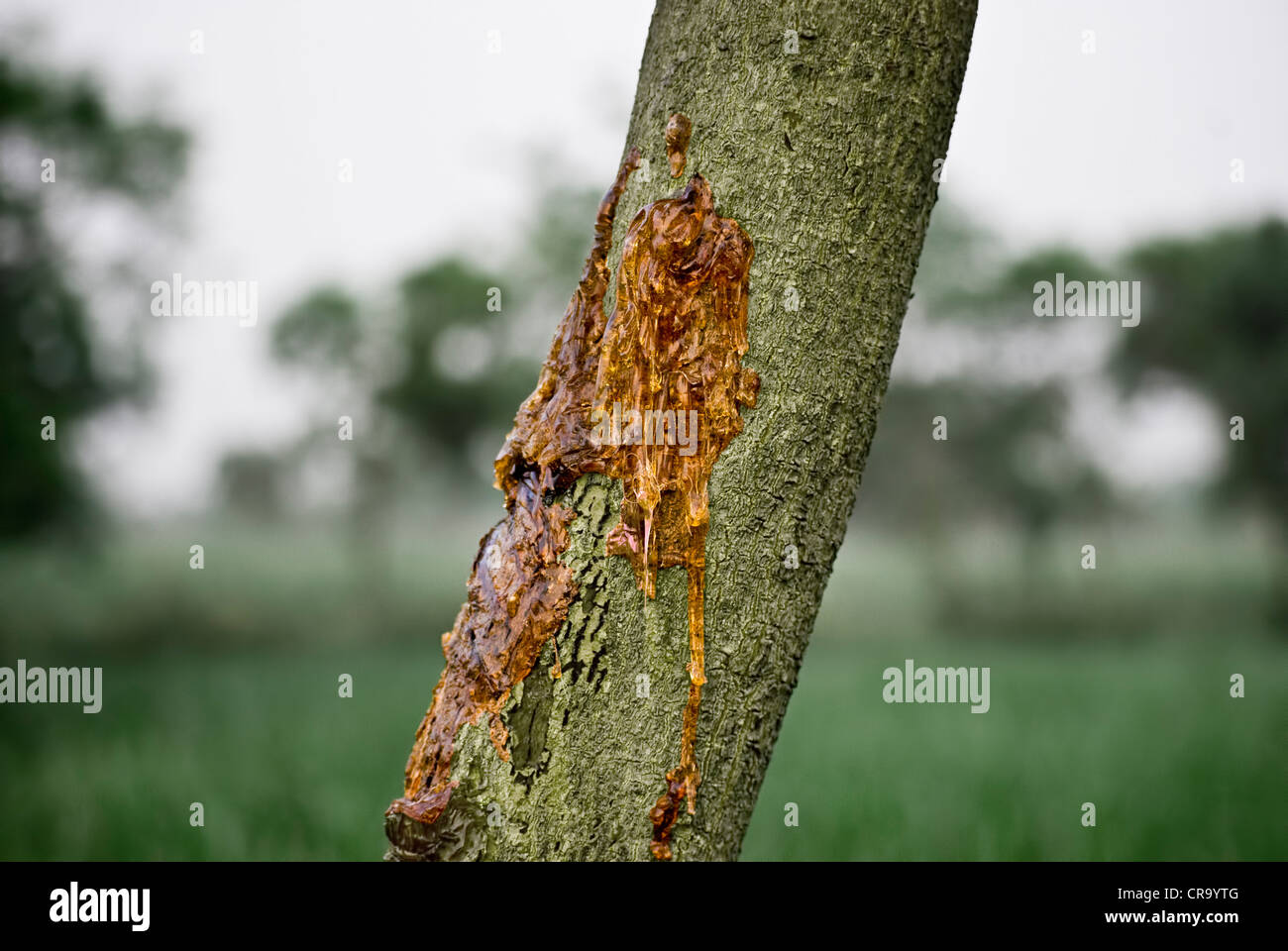 Colle naturelle Banque D'Images