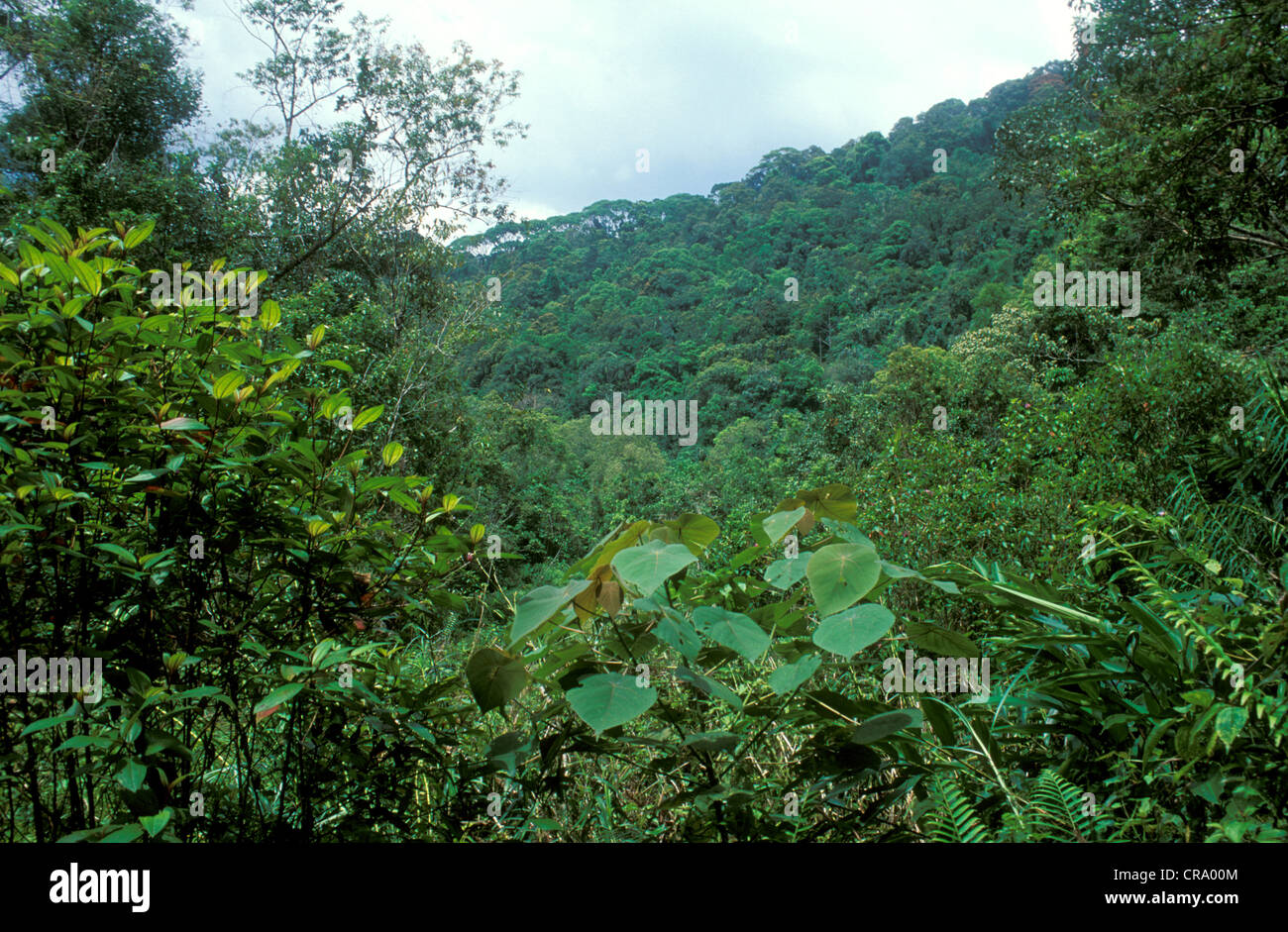 Les forêts tropicales dans la réserve forestière de Sinharaja, Sri Lanka Banque D'Images
