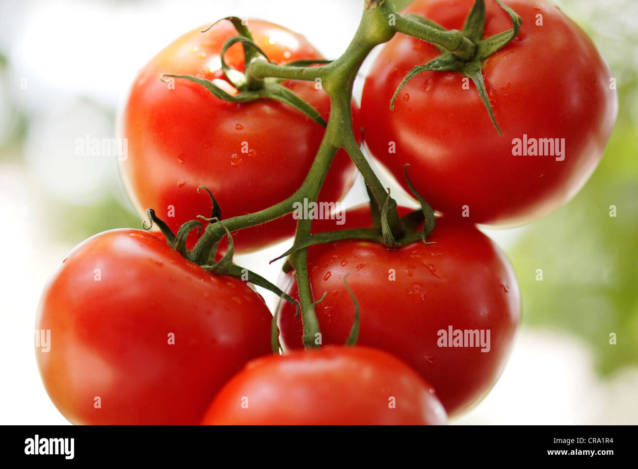 Tomates de vigne Banque D'Images