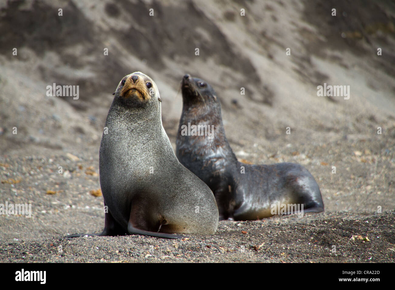 Les otaries à fourrure antarctique (Arctocephalus gazella). Banque D'Images