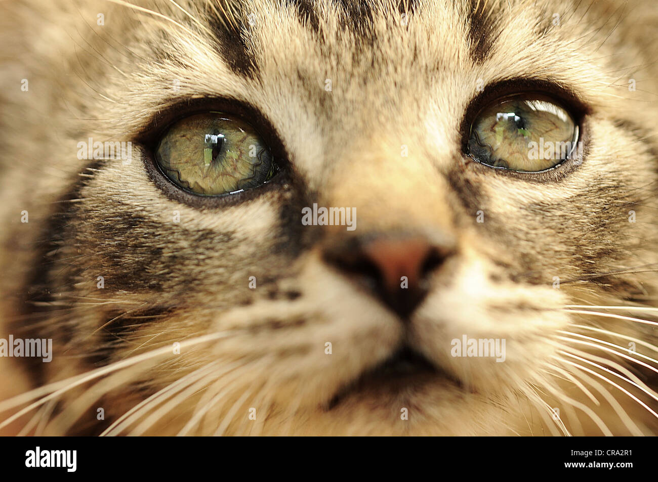 Photo de gros plan visage mignon petit chaton. Banque D'Images