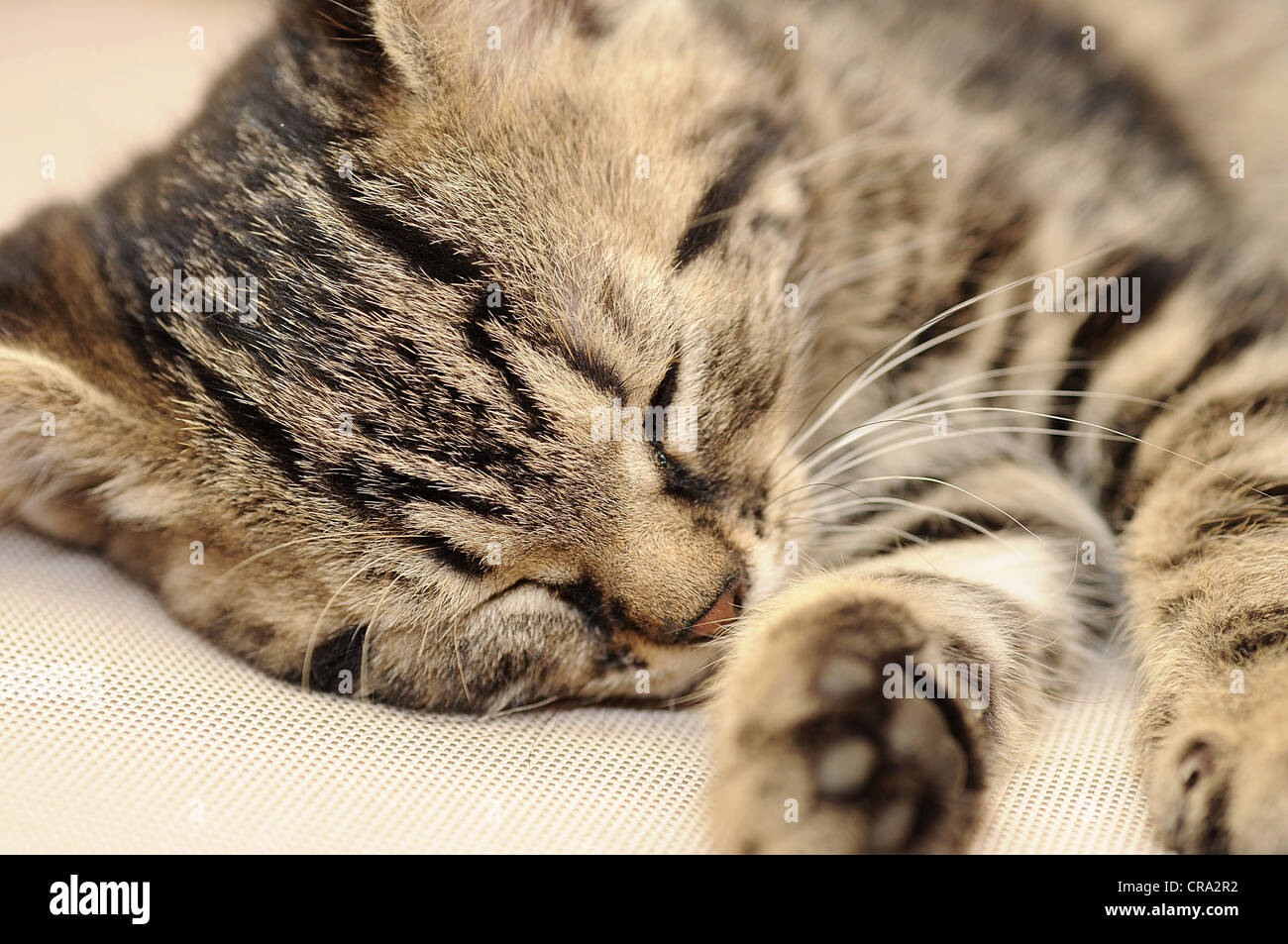 Libre tourné de dormir mignon petit chaton. Banque D'Images