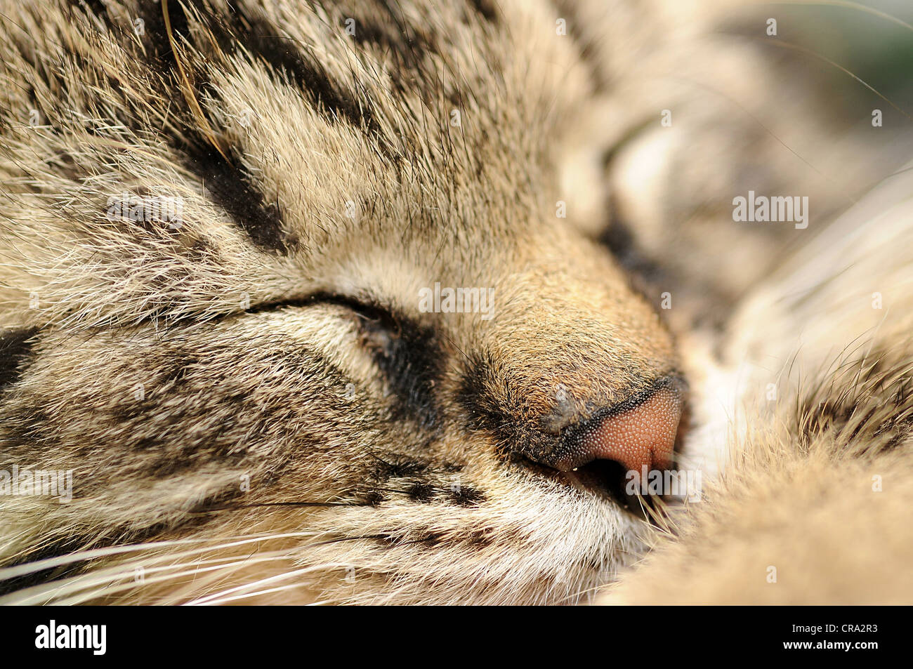 Libre tourné de dormir mignon petit chaton. Banque D'Images