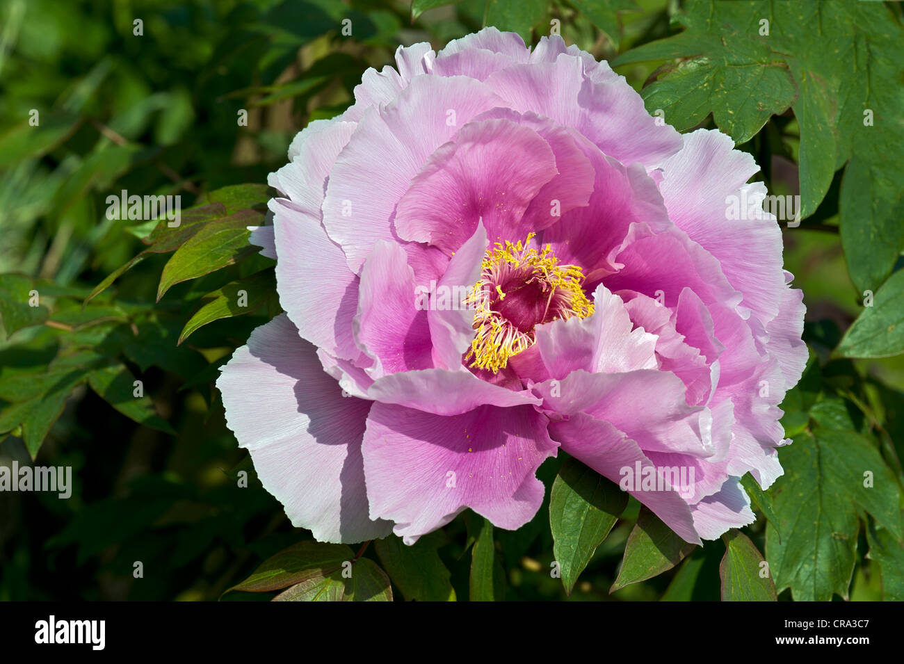 Arbre généalogique rose fleur de pivoine Banque D'Images